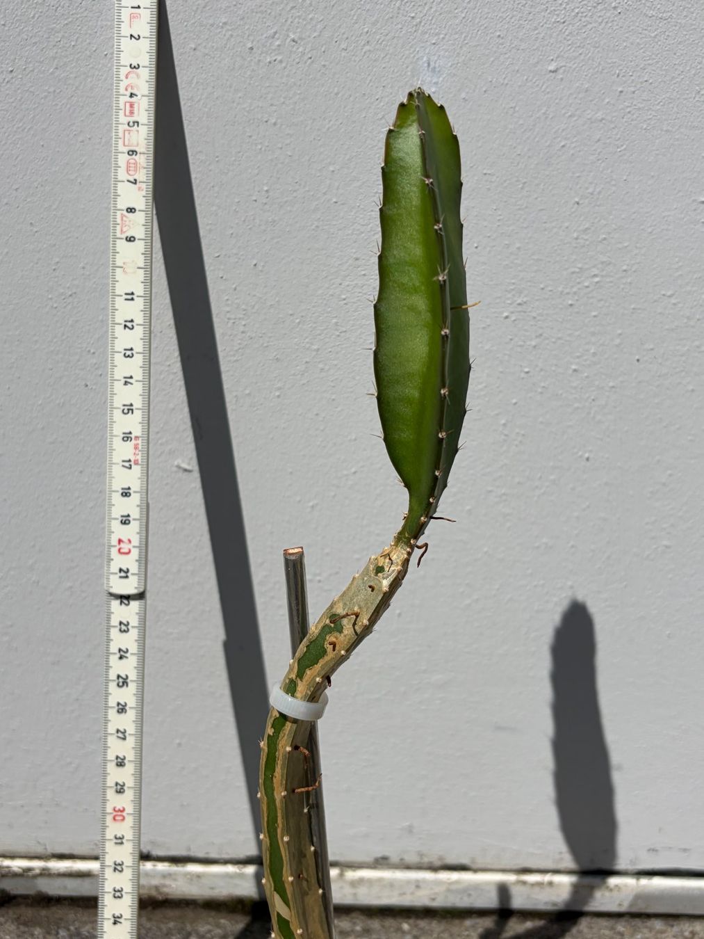 Piante & sementi: Drachenfrucht-Pflanzen, (rotfleischige Drachenfrucht) – Usato da Boll venduto da NRie 2