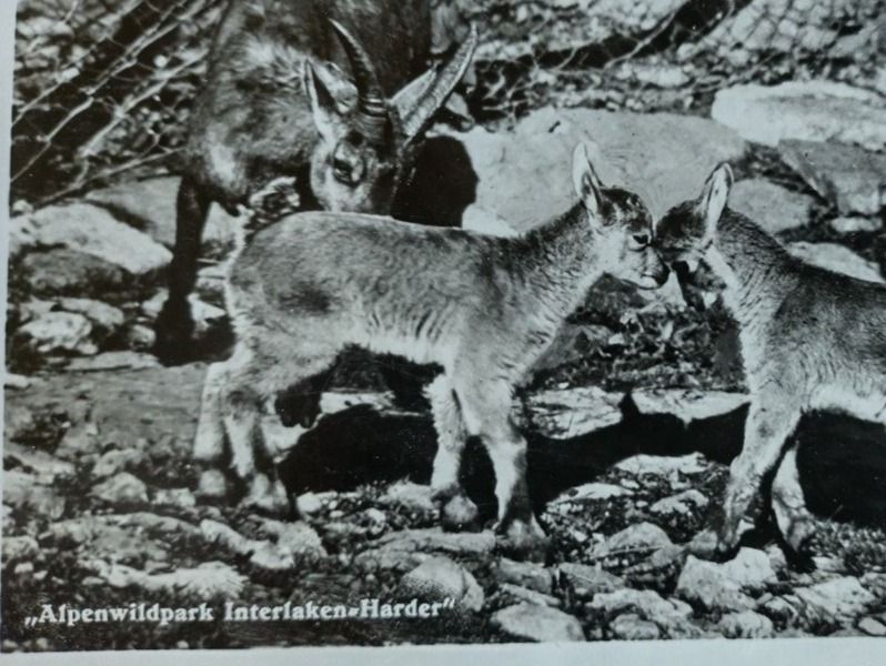 Ansichtskarten: Ansichtskarte "Alpenwildpark Harder-Interlaken" 1941 – Gebraucht aus Wildhaus von Hukwildhaus