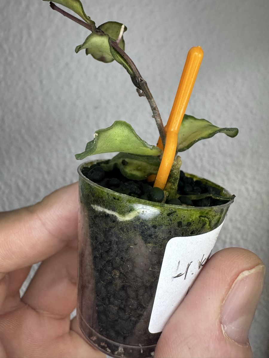 Piante & sementi: Hoya kanyakumariana variegata – Usato da Zürich venduto da thishoyaofmine 1