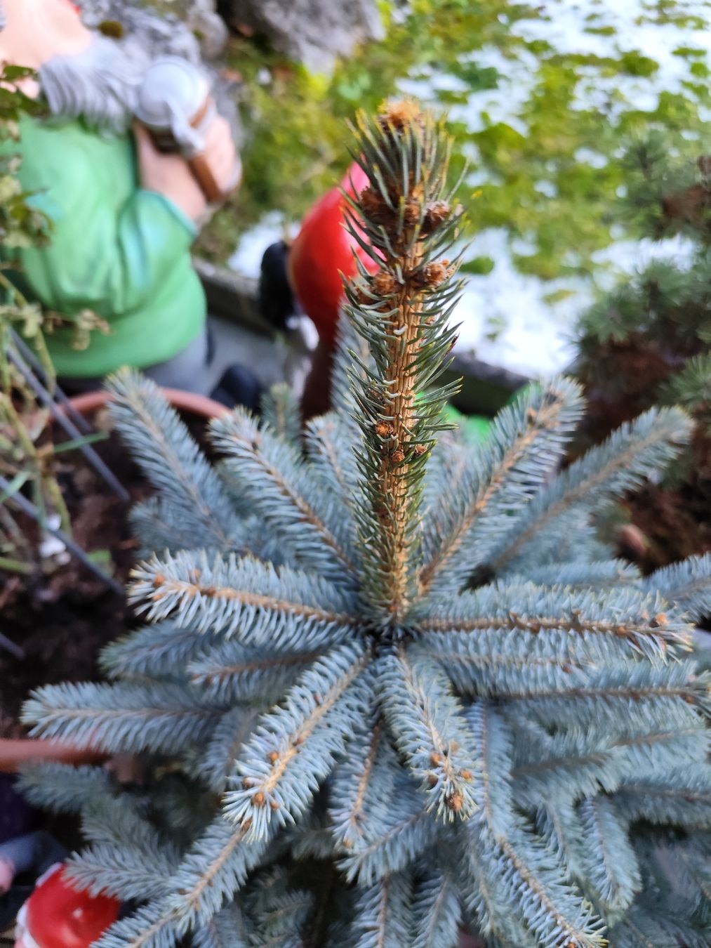 Piante & sementi: Picea pungens – Nuovo (secondo la descrizione) da Grossdietwil venduto da bie_2bn5 3