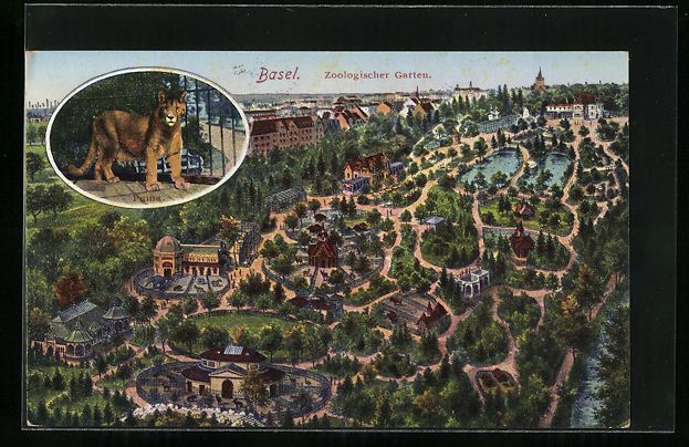 Cartoline postali: AK Basel, Zoologischer Garten, Puma – Usato da Berlin venduto da bartko-reher