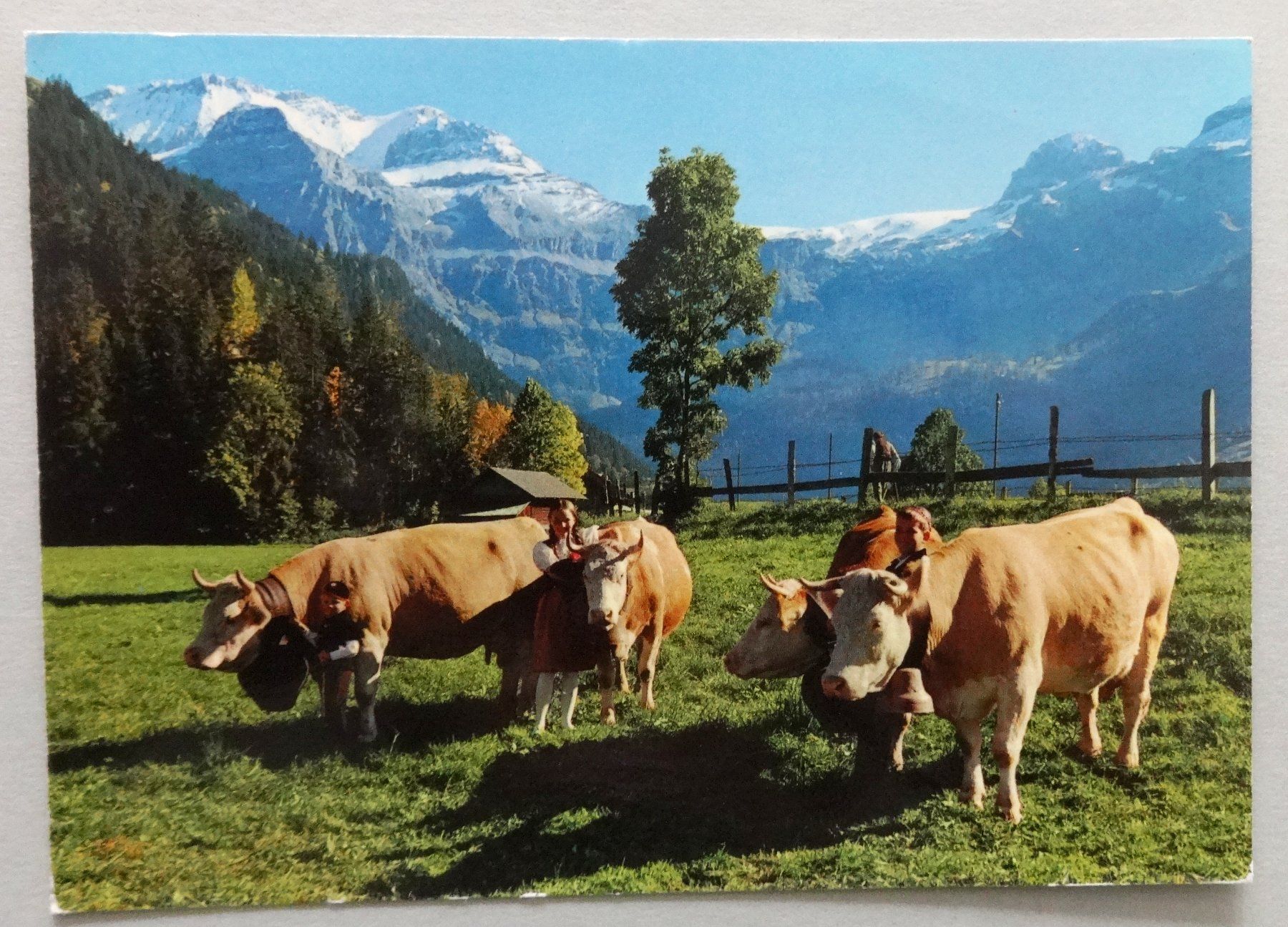 Ansichtskarten: Lenk, Simmentalerkühe, B.O. – Gebraucht aus Fétigny von Billy2miny