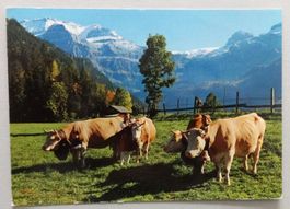 Lenk, Simmentalerkühe, B.O.