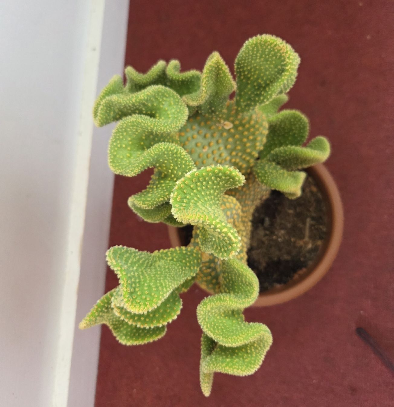 Piante & sementi: Opuntia Microdasys Kaktus  – Usato da Konolfingen venduto da S1000RR-Karin 4