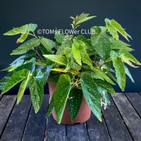 Begonia Maculata Albopicta - STECKLING - weiss blühend