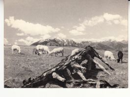 Cimetta ca. 1950
