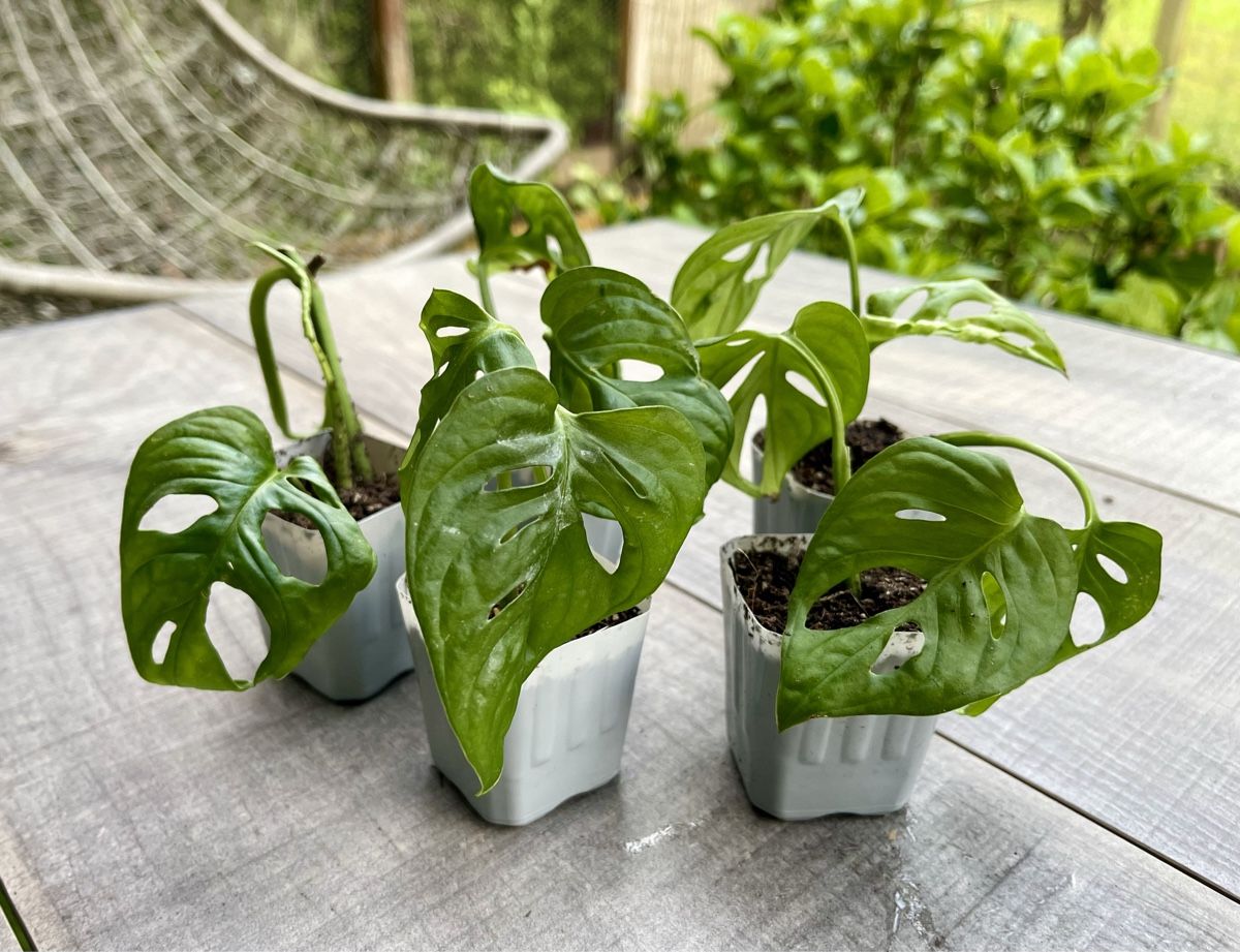 Monstera adansonii (Pflnzchen verschiedene Grosse) (Neu und  originalverpackt) in Adliswil fr CHF 1  mit Lieferung auf Ricardo kaufen