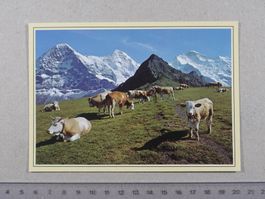 Eiger, Mönch, Jungfrau, Kühe, 1990, Postst. Lauterbrunne