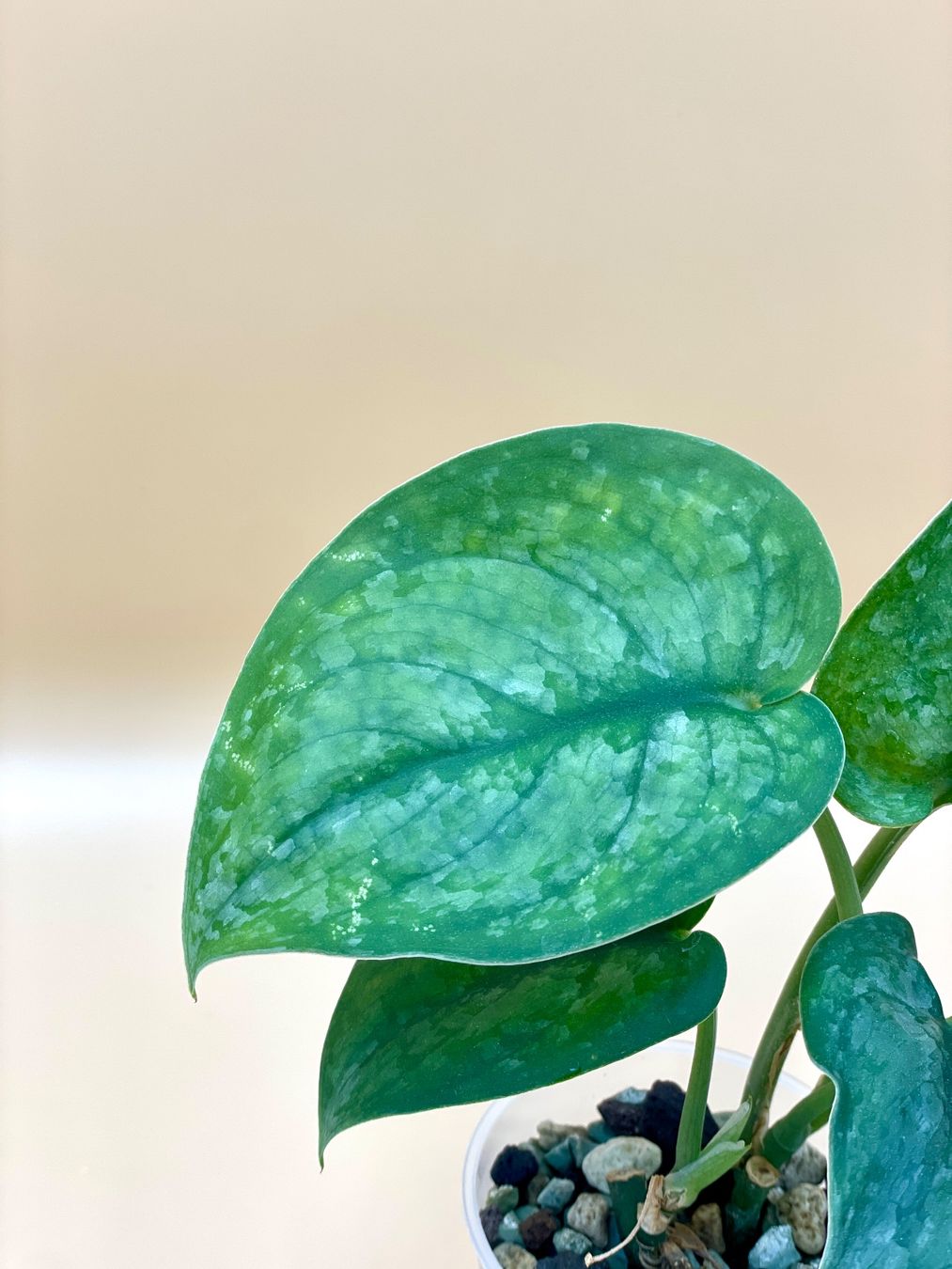 Piante & sementi: Scindapsus Pictus 'Silver Splash' – Usato da Zürich venduto da Leafscape 1