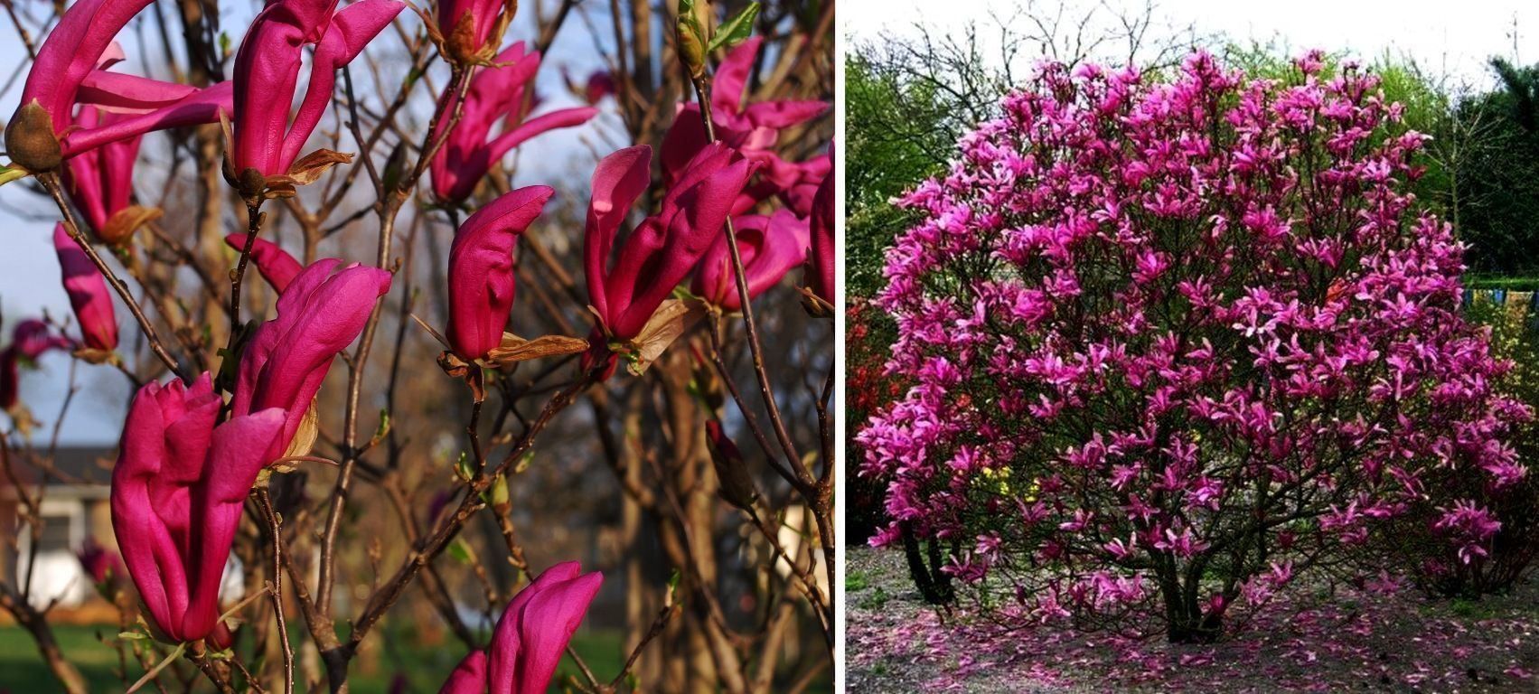 Piante & sementi: Magnolia à fleurs pourpres  20cm – Nuovo e nell'imballaggio originale da Bremblens venduto da FIBONACCI369 1