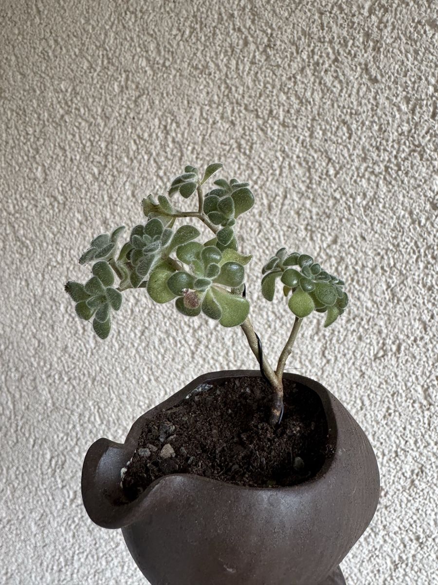 Plantes & graines: Kleiner Sukkulenten Bonsai – D'occasion à Rümlang par Gruseh.ch 5