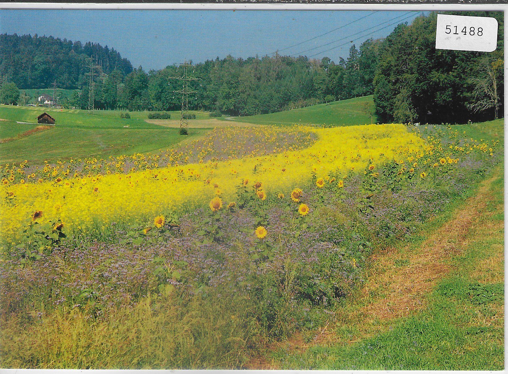 Cartes postales: Rapsfeld mit Sonnenblumen in Gattikon – D'occasion à Ettingen par Kartenplanet