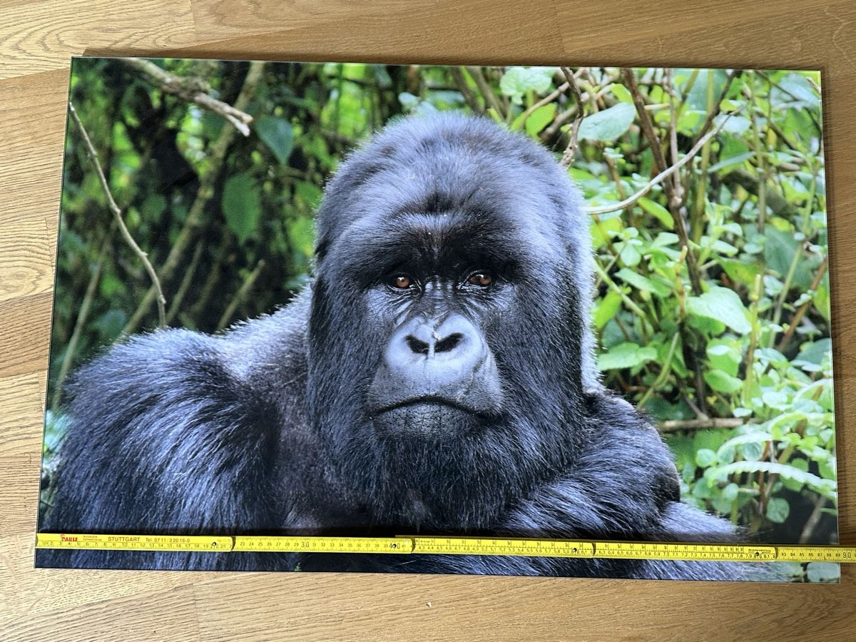 Poster & Bilder: Bild Gorilla Natur gross 90x60cm – Gebraucht aus Flumserberg Tboden von Marielef3 1