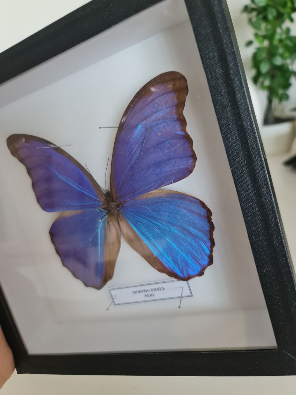 Tutte le decorazioni: Framed Morpho Butterfly Display 🦋 – Nuovo (secondo la descrizione) da Zürich venduto da MartiniusX 3