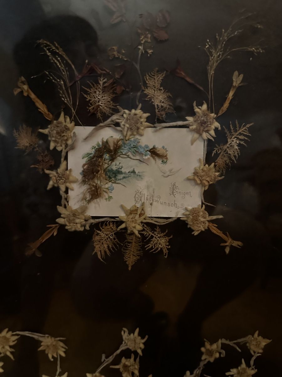 Dipinti:     Herbarium Kunstbild  – Usato da Bern venduto da HA-De 1
