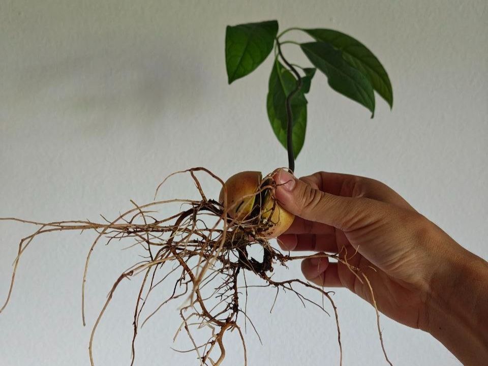 Piante & sementi: Avocado Baum – Usato da Schlieren venduto da Edgar_k 2