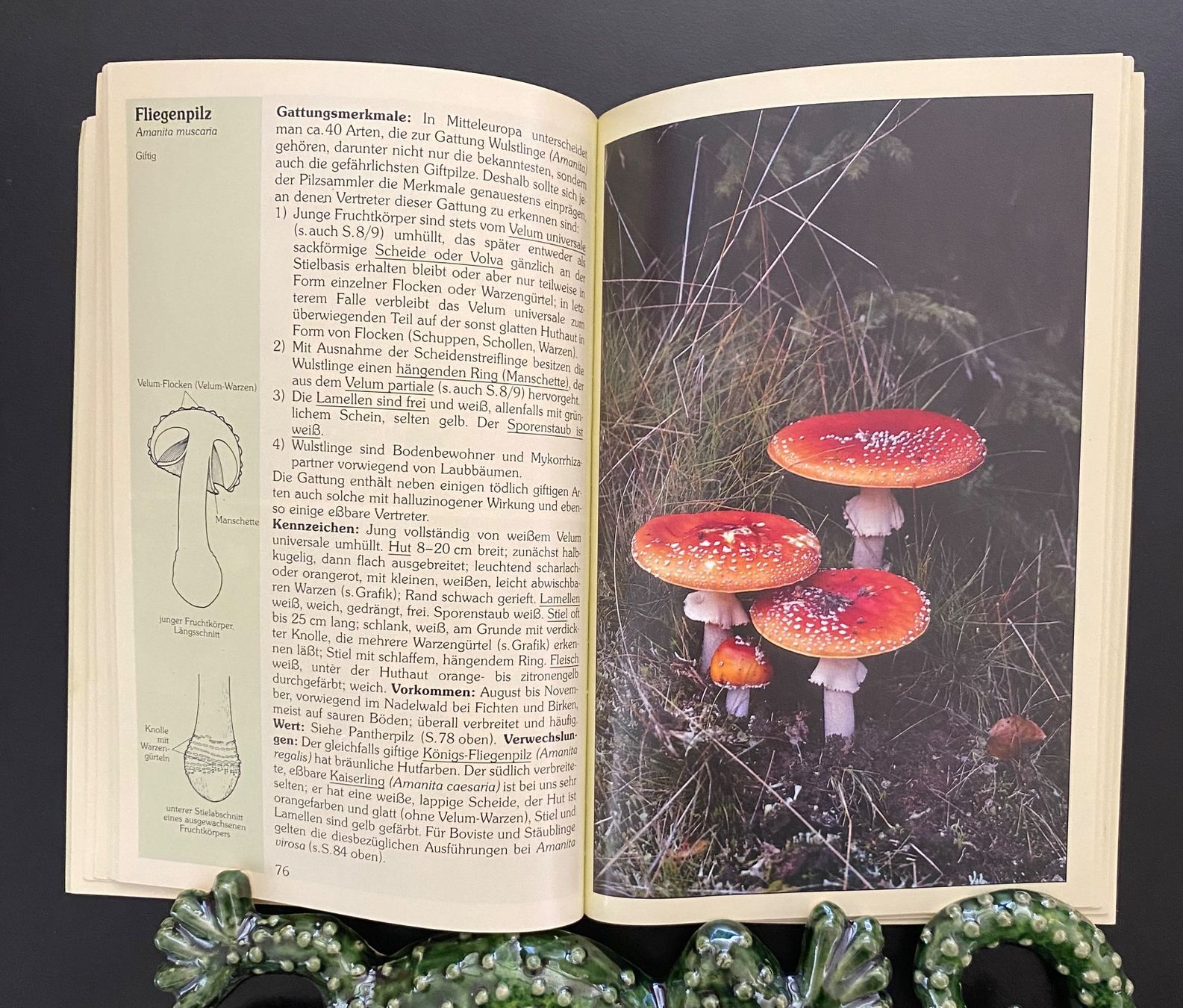 Libri: Pilze / Speise- und Giftpilze – Usato da Nussbaumen AG venduto da schuba2000 4