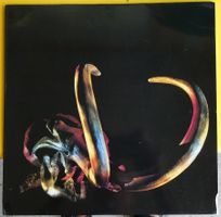 Mammut