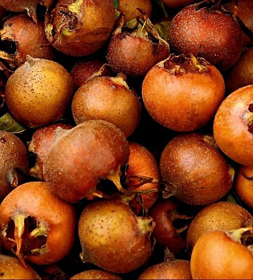 Piante & sementi: 10 Samen Germanische (oder winterliche) Mispel. Supersüß – Nuovo e nell'imballaggio originale da Rovio venduto da POSITIFFARTandPLANTS 3