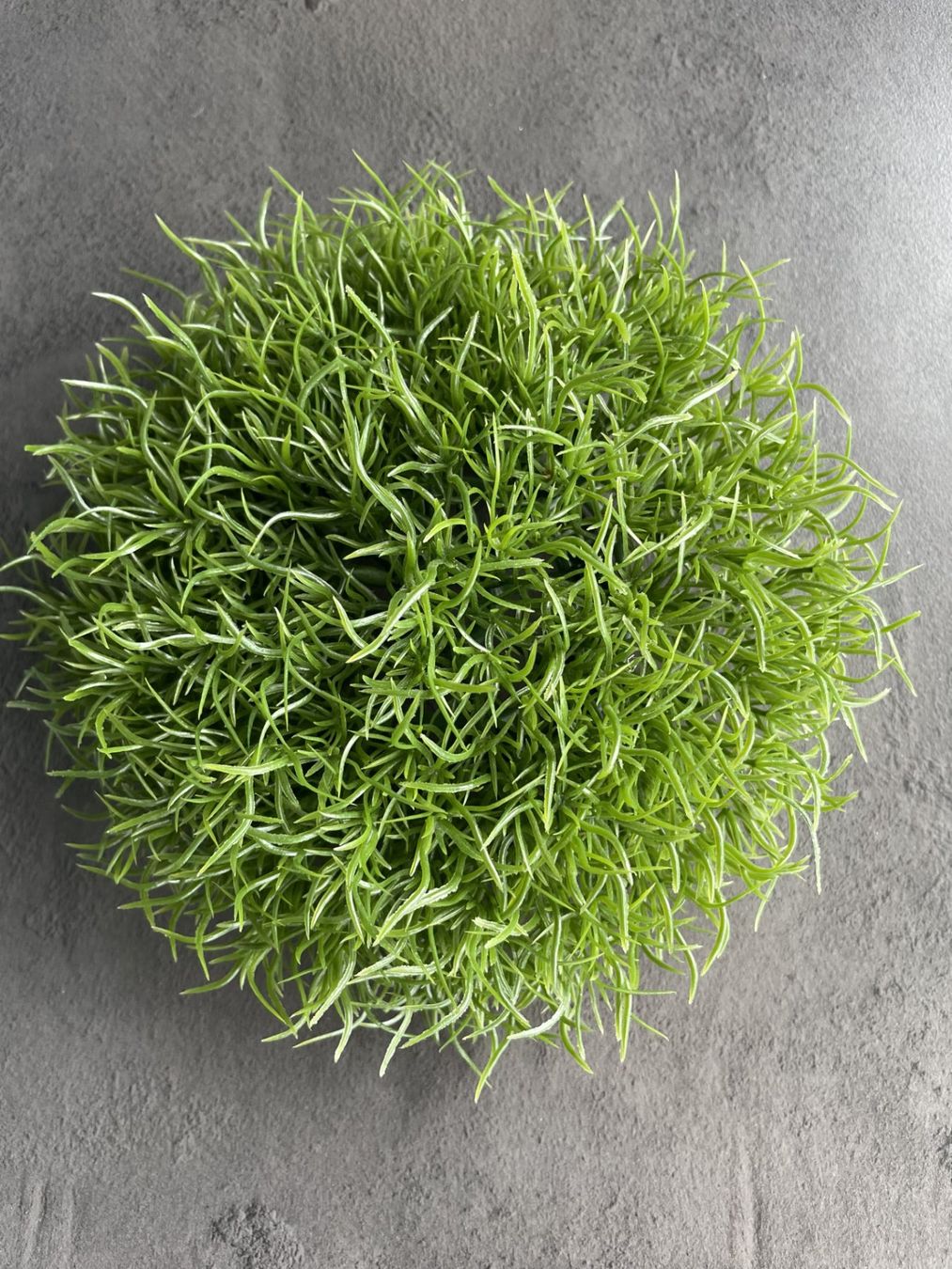 Pflanzen & Samen: Plastikring  Aquariumpflanze oder Deko – Gebraucht aus Winkel von Kade50