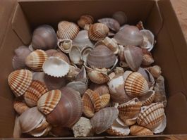 Meeresmuscheln Aquariums Dekoration