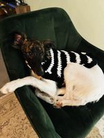 🐕 Sturmwind – Handgehäkelter Hundepulli im Zebralook