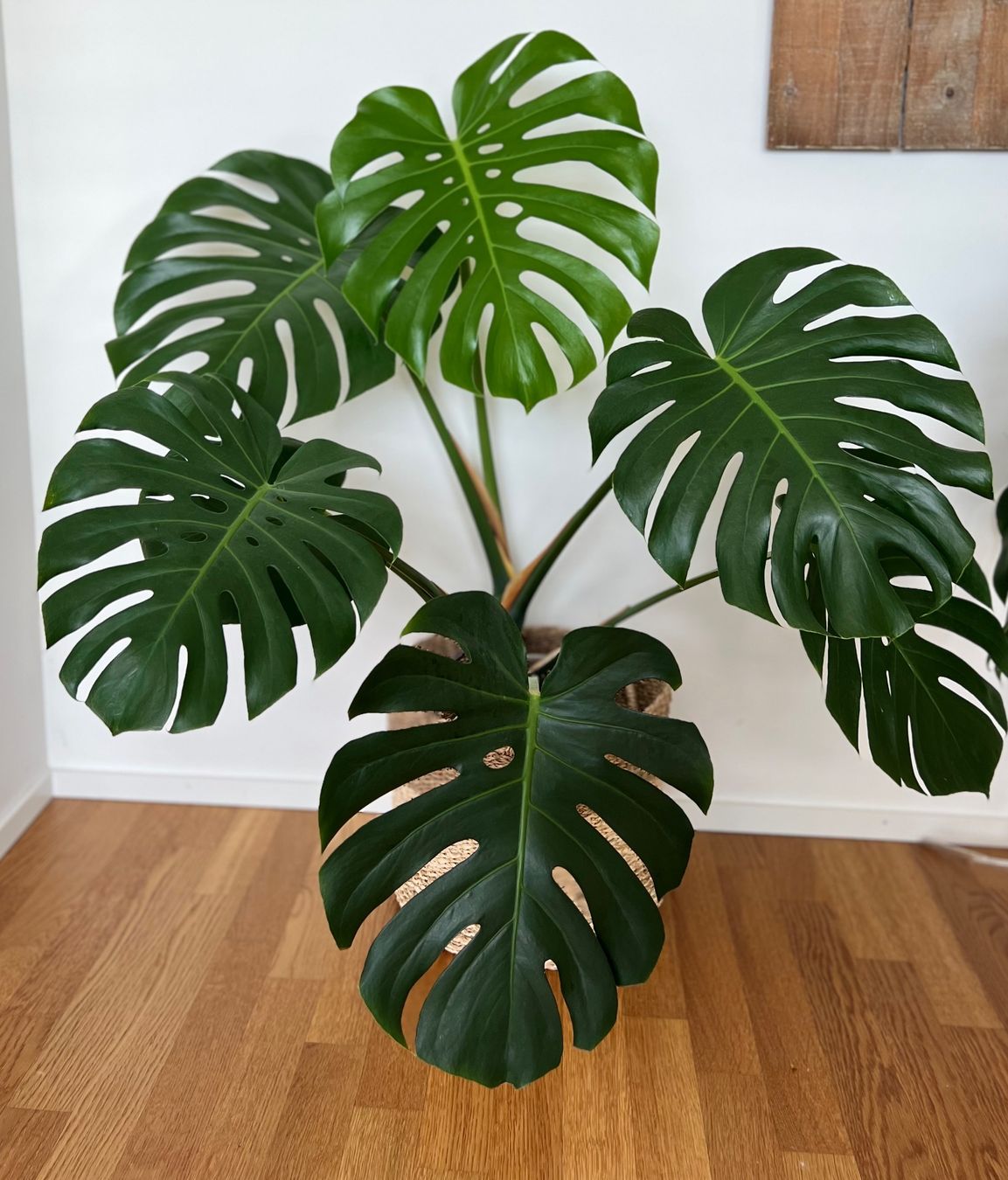 Piante & sementi: Monstera Deliciosa🤩 – Usato da Glattpark(Opfikon) venduto da ste_n99y 1