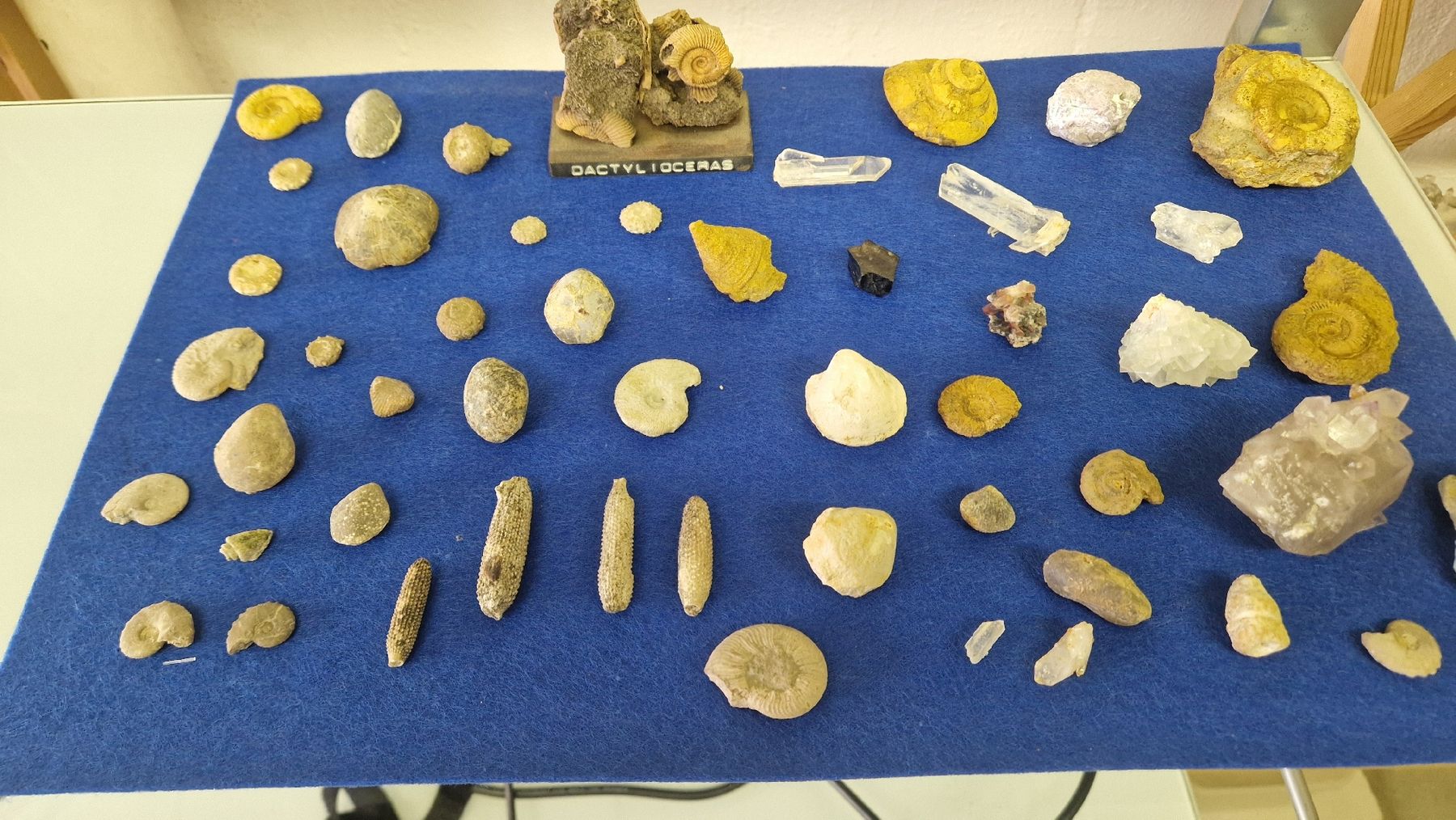 Fossili: Fossiliensammlung – Usato da Niederhasli venduto da rehauge01