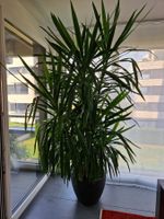 Zimmerpflanze Yucca Palme grosser Topf guter Zustand