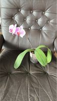 Wunderschöne Orchidee mit zarten Blüten, Zimmerpflanze