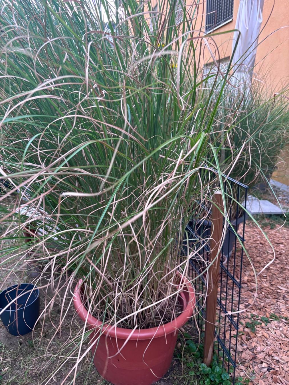 Pflanzen & Samen: Grosses Gras/Chinaschilf (Miscanthus sin. 'Gracillimus') – Gebraucht aus Menziken von GareDuNord 2