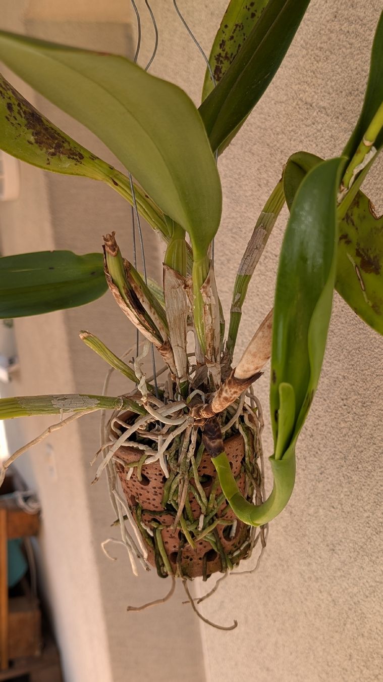 Piante & sementi: Cattleya Amazing Thailand Orchidee – Usato da Untervaz venduto da Lyraia 3