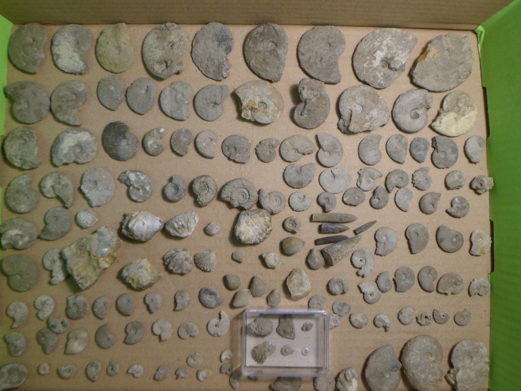 Fossili: Fossilien Sammlung Schweiz – Usato da Affoltern am Albis venduto da Fossil60