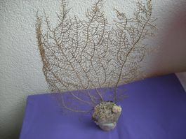 Wunderschöne Fächerkorallefossil mit Muschel zusammen