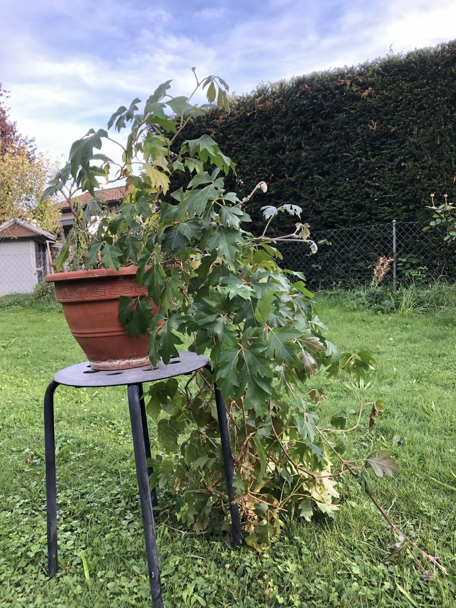Russischer Wein, Cissus alata (Gebraucht) in Bubikon fr CHF 1  nur  Abholung auf Ricardo kaufen