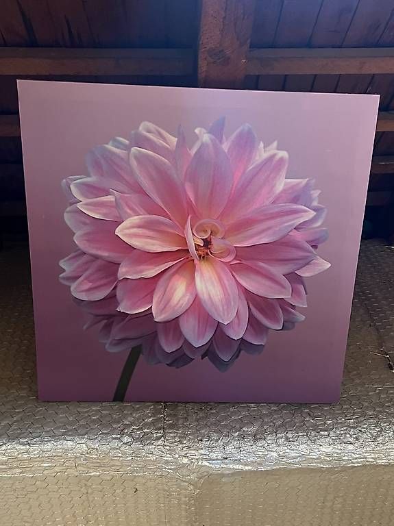 Foto & Immagini: Schönes Bild Blume 60cm – Usato da Zürich venduto da Niecy 1