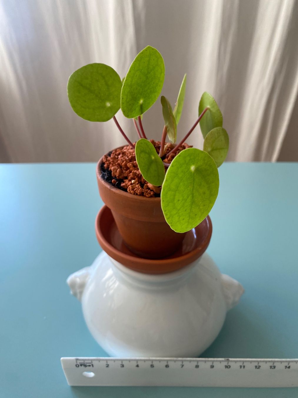 Piante & sementi: Pilea, Geldbaum/ Dollar- Jungpflanze 1 – Nuovo (secondo la descrizione) da Zürich venduto da echt01 1