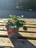 Hängeerdbeere – Fragaria × ananassa