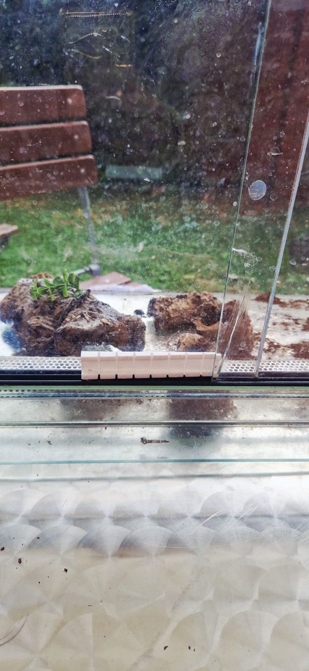 Terrario: Terrarium Glas 60 x 40 x 30 – Usato da Zürich venduto da Serz 3