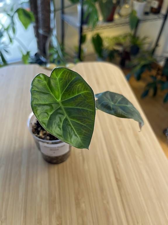 Pflanzen & Samen: Alocasia Regal Shield – Neu und originalverpackt aus Wallenwil von pet_mz5n 1