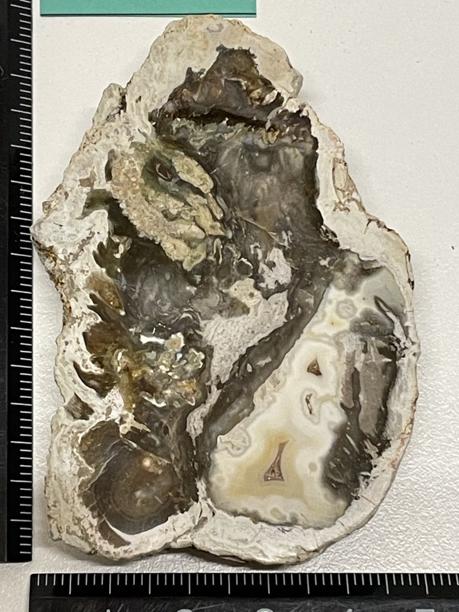 Minerali & Pietre curative: Heilstein / versteinertes Holz / Edelstein – Usato da Rümlang venduto da euqinom16 1