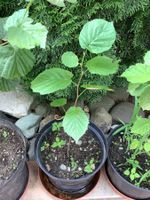 Haselnuss Setzling im Topf - Jetzt einpflanzen! 🌱🌰