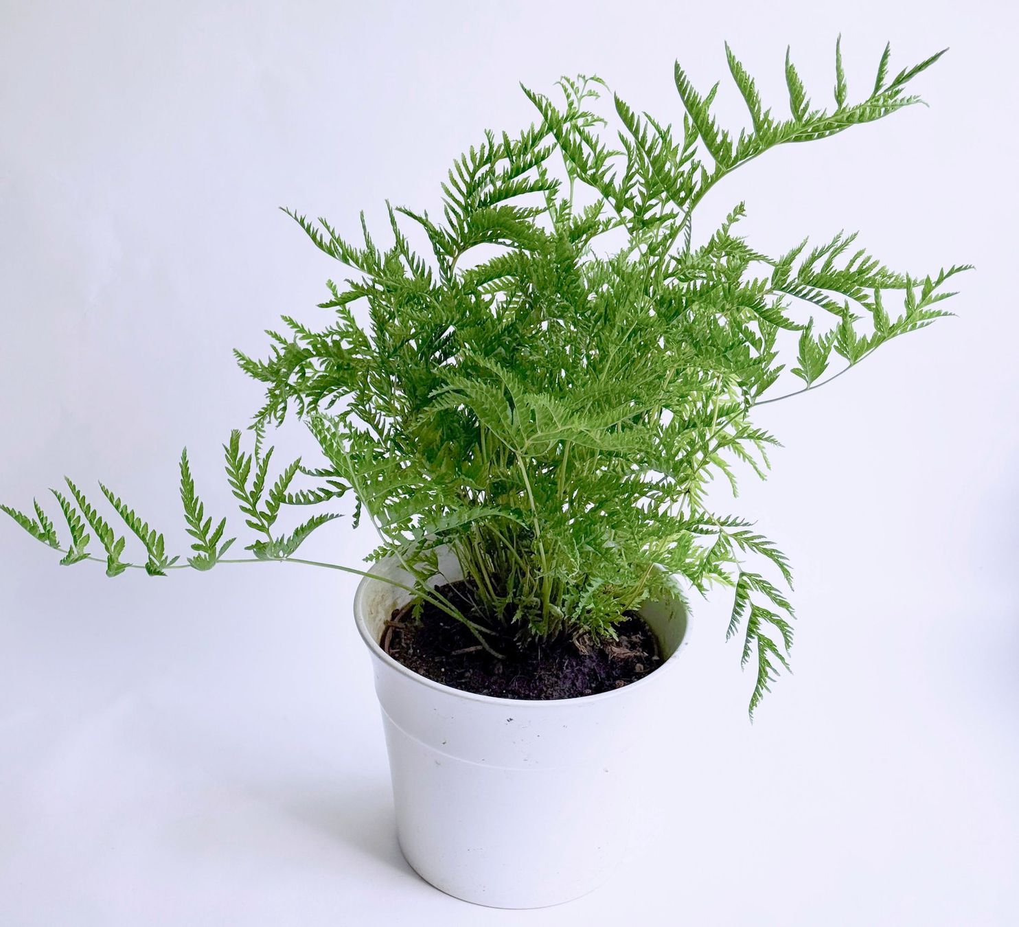 Pflanzen & Samen: Saumfarn***** – Neu (gemäss Beschreibung) aus Dübendorf von Orchid18