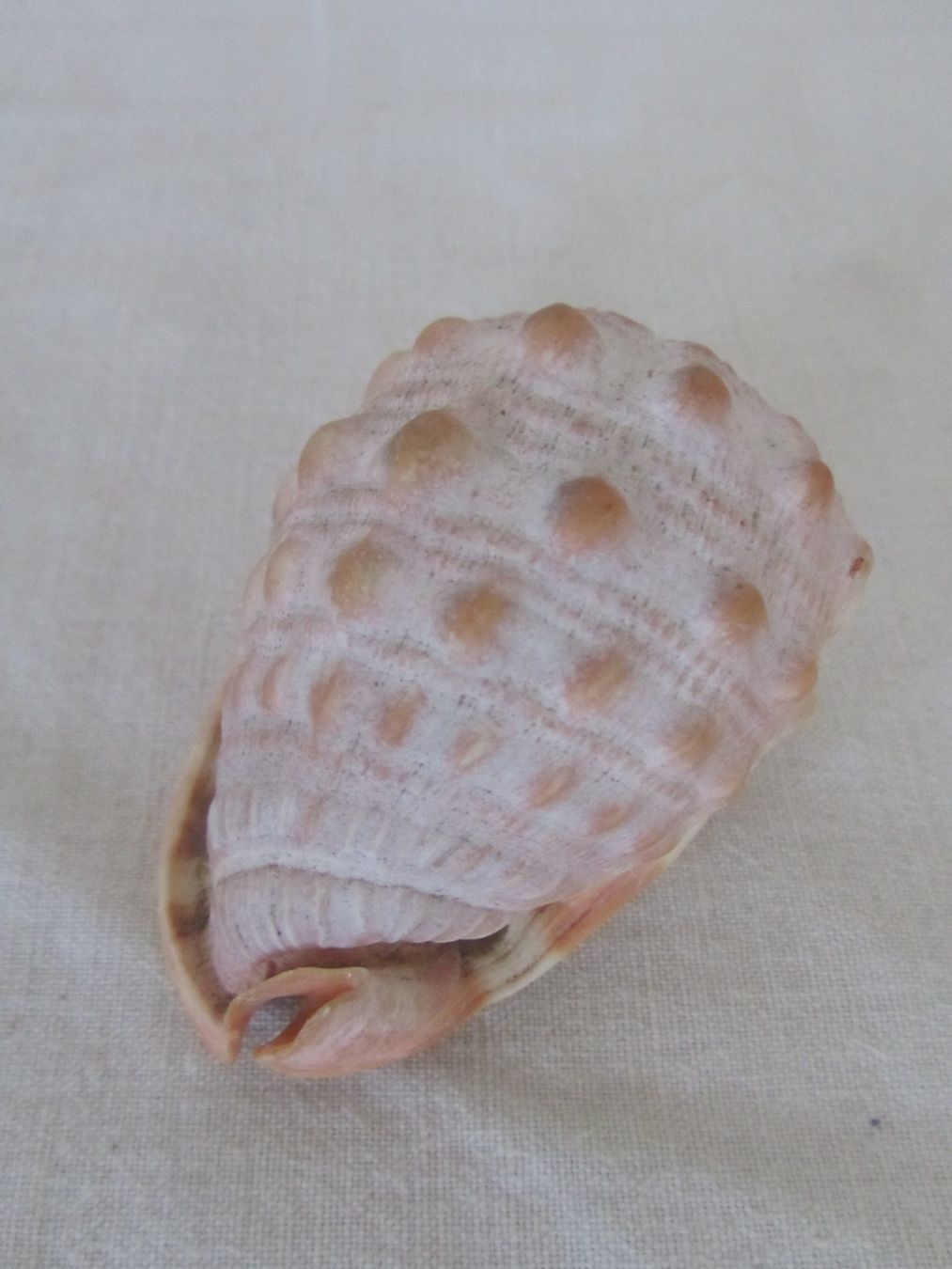Fossili: Schnecke — Muschel – Usato da Seengen venduto da mikelele 1