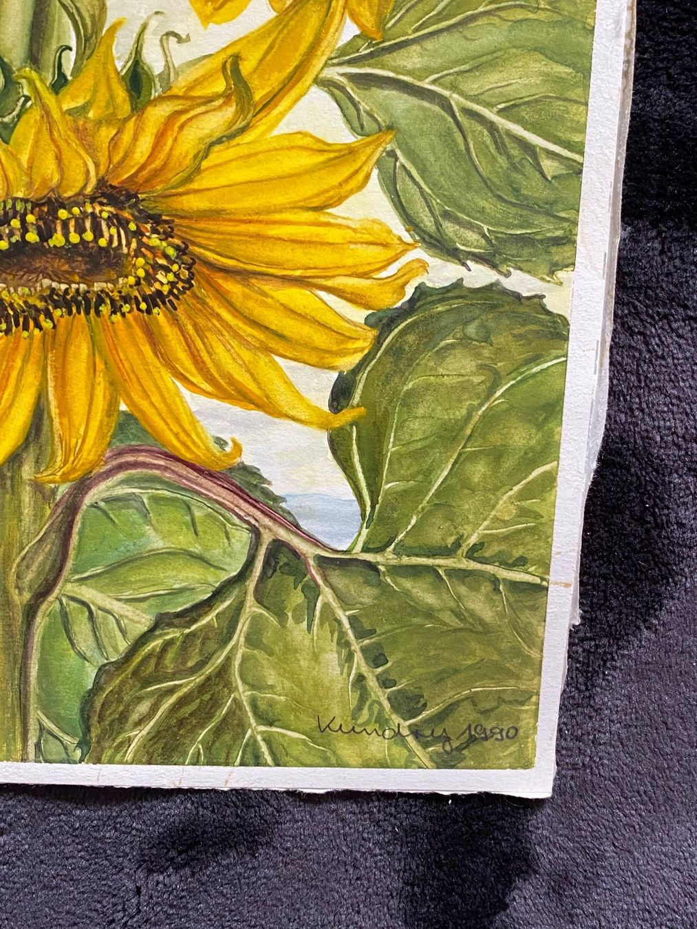 Dipinti: Sonnenblumen, Kundry Niederhauser – Usato da Kreuzlingen venduto da don_ueli6wb5 2
