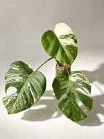 Monstera Albo Variegata