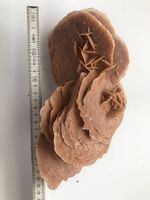 Große Sandrose