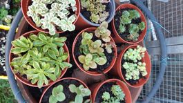 6 stück sedum bodendecker