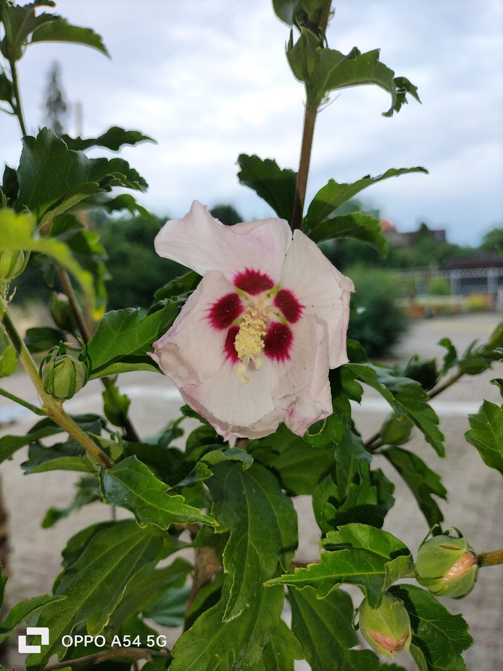 Pflanzen & Samen: Hibiskus Winterhart – Gebraucht aus Attelwil von Schneider76