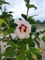Hibiskus Winterhart